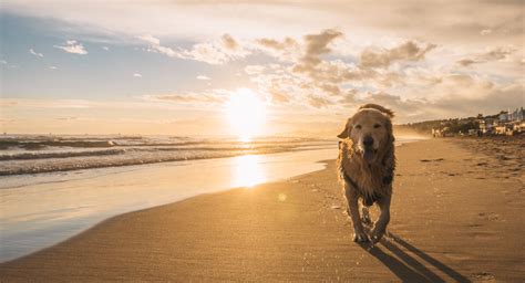 praias que permitem cães 2021